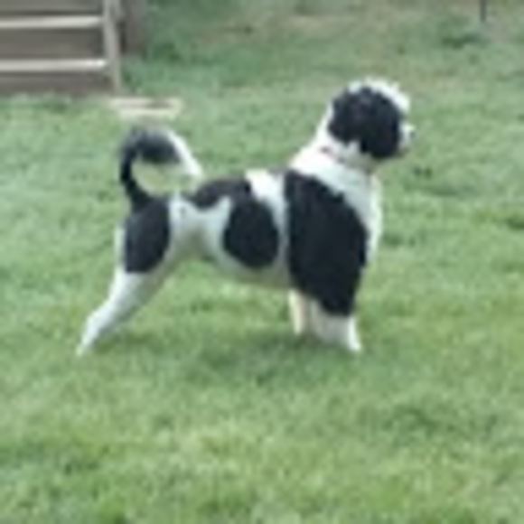 Meet your Posher, Sandy - Picture 1 of 1